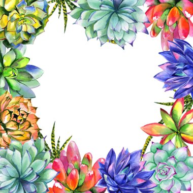 Kır çiçeği succulentus izole bir suluboya tarzında çerçeve çiçek.