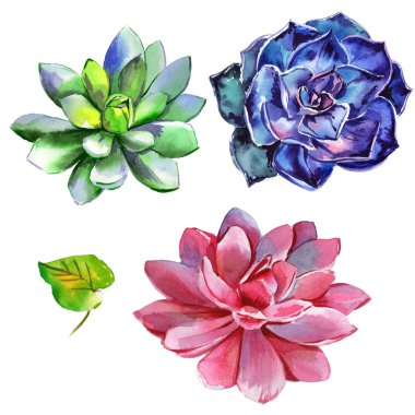 Kır çiçeği succulentus çiçek izole bir suluboya tarzında.