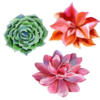 Kır çiçeği succulentus çiçek izole bir suluboya tarzında.
