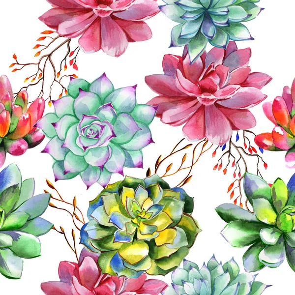 수채화 스타일 절연 야생화 succulentus 꽃 패턴. — 스톡 사진