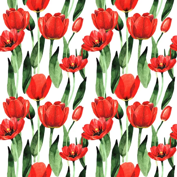 Modèle de fleur de tulipe de fleur sauvage dans un style aquarelle isolé . — Photo