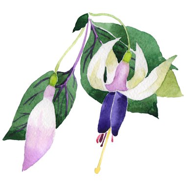 Kır çiçeği fuşya suluboya tarzında izole çiçek.