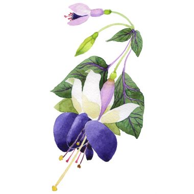 Kır çiçeği fuşya suluboya tarzında izole çiçek.