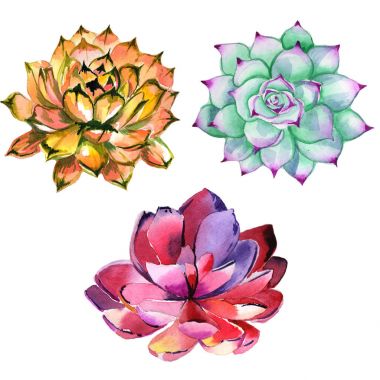 Kır çiçeği succulentus çiçek izole bir suluboya tarzında.