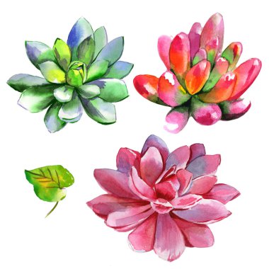 Kır çiçeği succulentus çiçek izole bir suluboya tarzında.