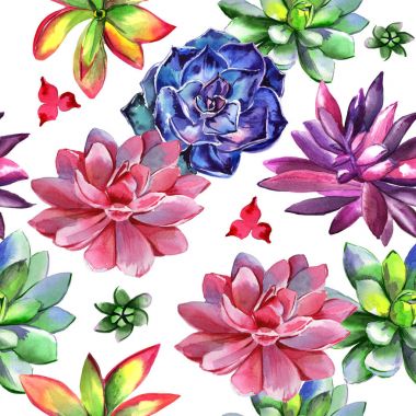 Kır çiçeği succulentus çiçek deseni izole bir suluboya tarzında.
