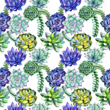 Kır çiçeği succulentus çiçek deseni izole bir suluboya tarzında.
