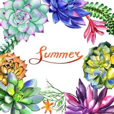 Kır çiçeği succulentus izole bir suluboya tarzında çerçeve çiçek.