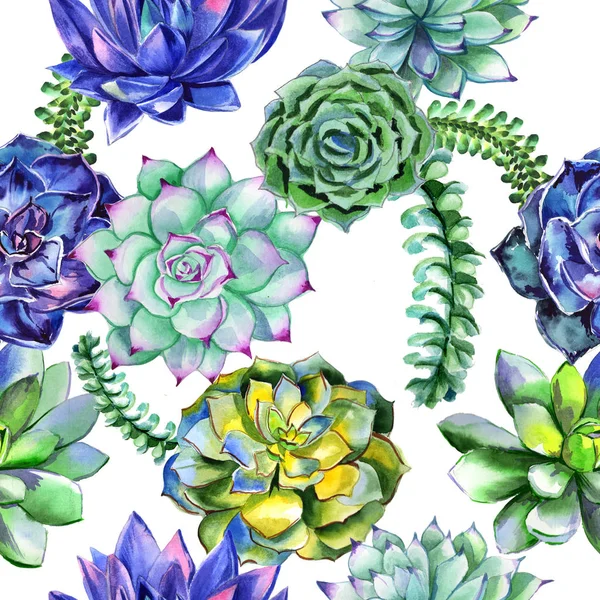 分離された水彩画のワイルドフラワー succulentus 花柄. — ストック写真