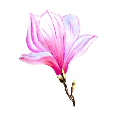 Kır çiçeği Manolya çiçek izole bir suluboya tarzında.