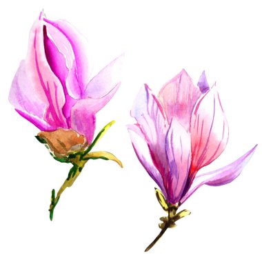 Kır çiçeği Manolya çiçek izole bir suluboya tarzında.
