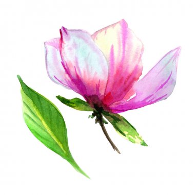 Kır çiçeği Manolya çiçek izole bir suluboya tarzında.
