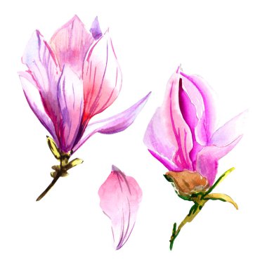 Kır çiçeği Manolya çiçek izole bir suluboya tarzında.