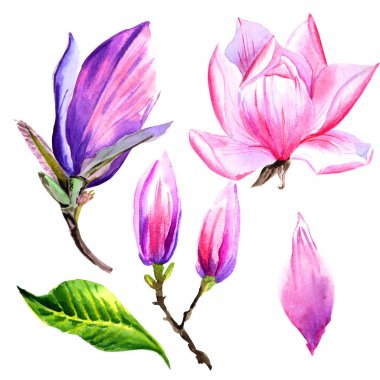 Kır çiçeği Manolya çiçek izole bir suluboya tarzında.