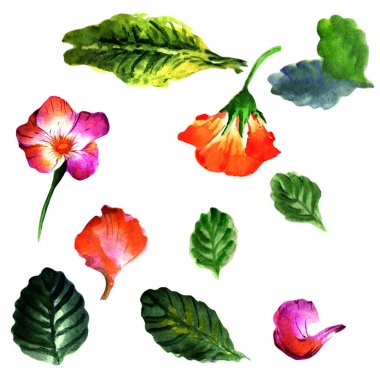 Kır çiçeği çuha çiçeği çiçek izole bir suluboya tarzında.