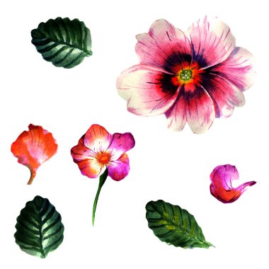 Kır çiçeği çuha çiçeği çiçek izole bir suluboya tarzında.