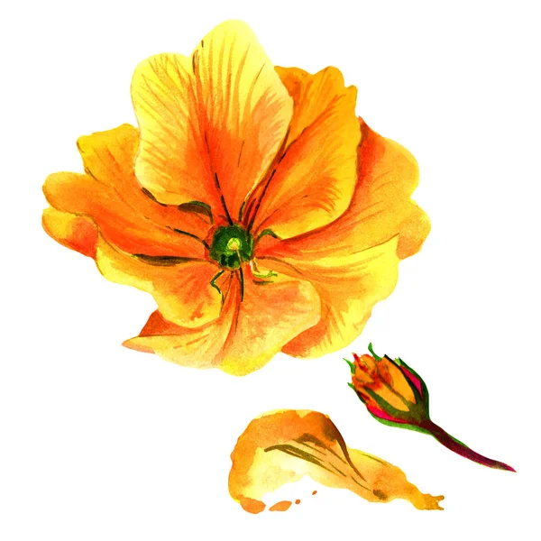 Wildflower primula λουλούδι σε στυλ υδροχρώματος απομονωμένες. — Φωτογραφία Αρχείου