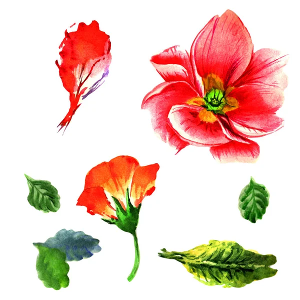 Wildflower primula blomma i akvarell stil isolerade. — Stockfoto