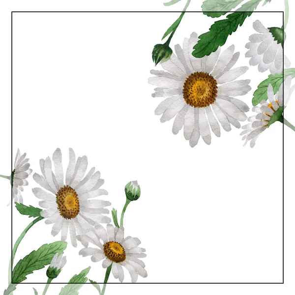 Wildflower kamomill blomma ram i akvarell stil isolerade. — Stockfoto
