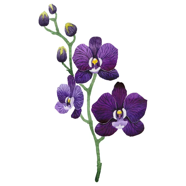 Flor de orquídeas silvestres em um estilo aquarela isolado . — Fotografia de Stock
