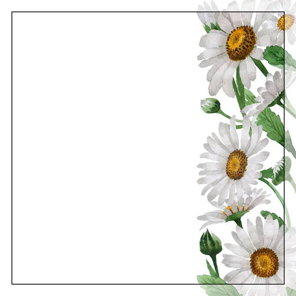 Wildflower kamille bloem frame in een aquarel stijl geïsoleerd. — Stockfoto