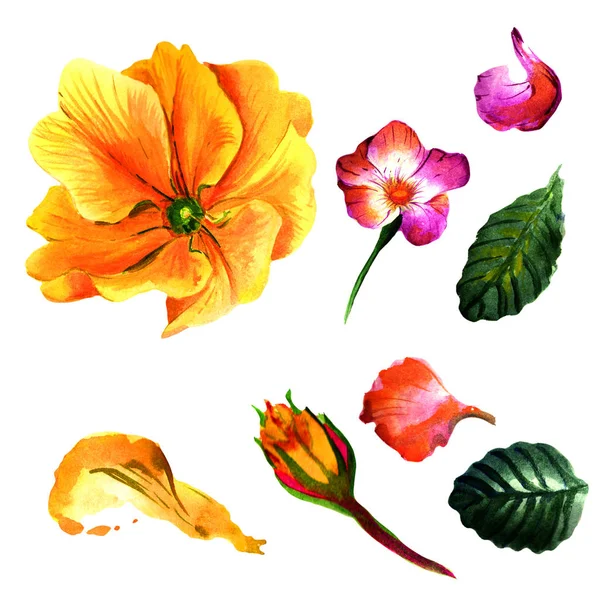 Prvosenka květ ve stylu akvarelu, samostatný wildflower. — Stock fotografie