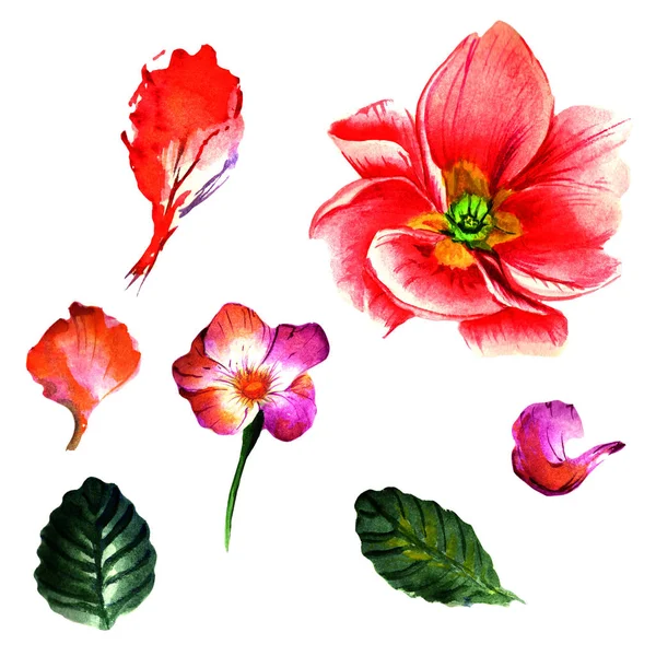 Vadvirág primula virág elszigetelt akvarell stílusú. — Stock Fotó