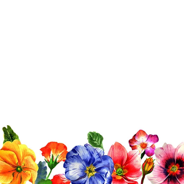 Marco de flores de primula de flor silvestre en un estilo de acuarela aislado . —  Fotos de Stock