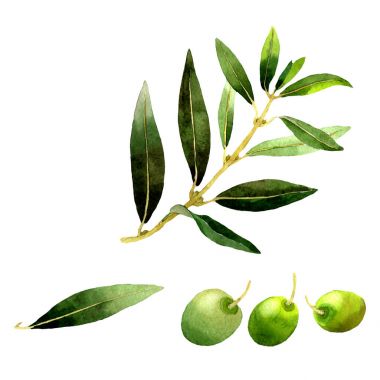 Zeytin ağacı izole bir suluboya tarzında.