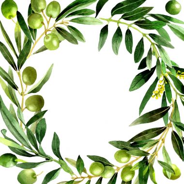 Zeytin ağacı çerçeve izole bir suluboya tarzında.