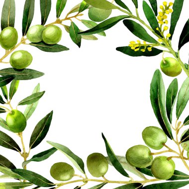 Zeytin ağacı çerçeve izole bir suluboya tarzında.