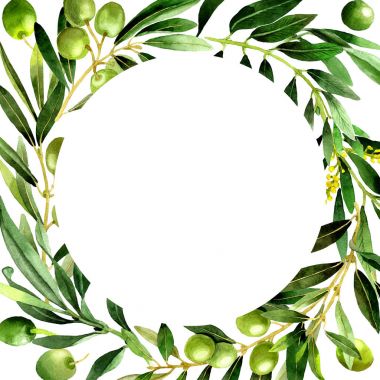Zeytin ağacı çerçeve izole bir suluboya tarzında.