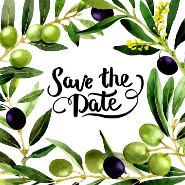 Zeytin ağacı çerçeve izole bir suluboya tarzında.