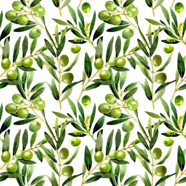 Zeytin ağacı desen izole bir suluboya tarzında.