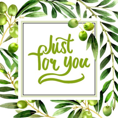 Zeytin ağacı çerçeve izole bir suluboya tarzında.