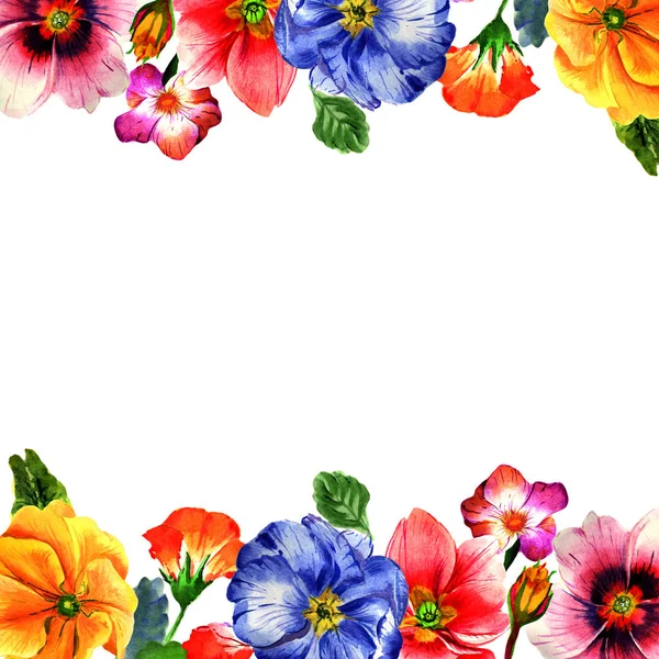 Wildflower primula flower frame in a watercolor style isolated. — Stock Photo, Image