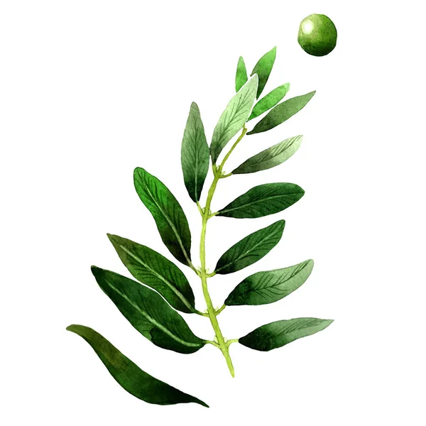 Olive tree in a watercolor style isolated. — Stock Photo, Image