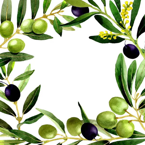 Cadre d'olivier dans un style aquarelle isolé . — Photo