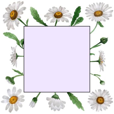 Kır çiçeği papatya çiçek çerçeve izole bir suluboya tarzında.