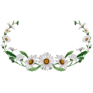 Kır çiçeği papatya çiçek çerçeve izole bir suluboya tarzında.