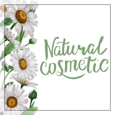 Kır çiçeği papatya çiçek çerçeve izole bir suluboya tarzında.