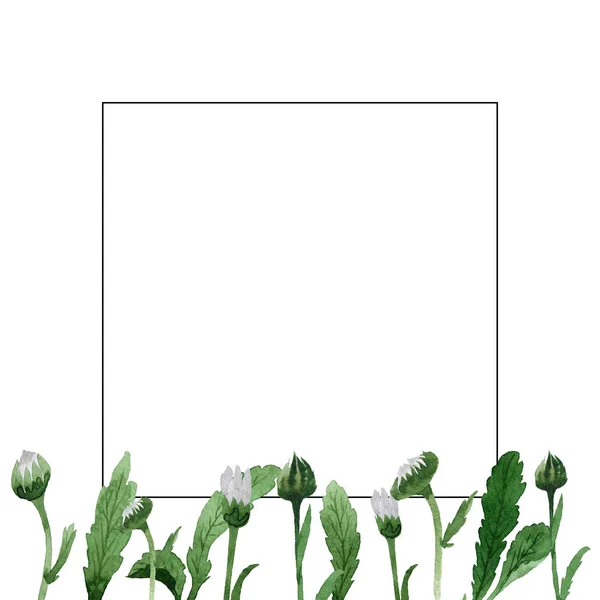 Kamillete blomsterramme i akvarellstil isolert . – stockfoto
