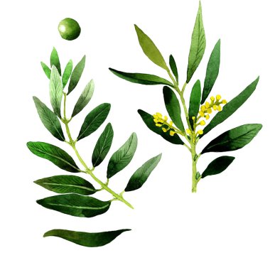 Zeytin ağacı izole bir suluboya tarzında.