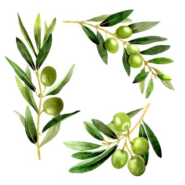 Zeytin ağacı izole bir suluboya tarzında.