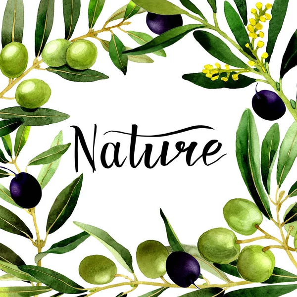 Olivenbaumrahmen im Aquarellstil isoliert. — Stockfoto