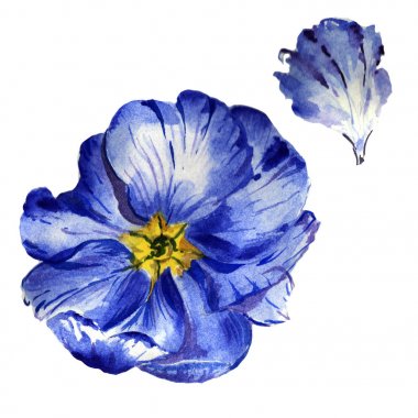 Kır çiçeği çuha çiçeği çiçek izole bir suluboya tarzında.