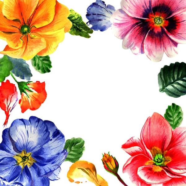 Wildflower primula flower frame in een aquarel stijl geïsoleerd. — Stockfoto
