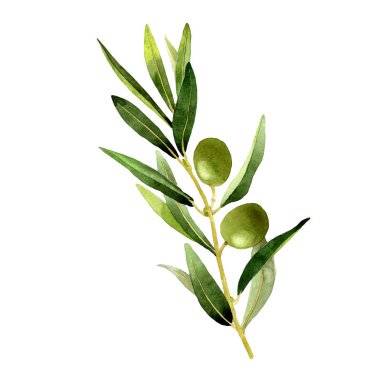 Zeytin ağacı izole bir suluboya tarzında.