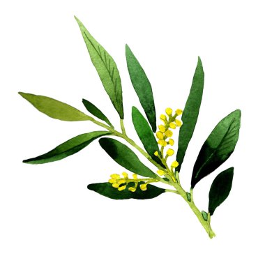 Zeytin ağacı izole bir suluboya tarzında.