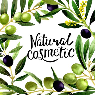 Zeytin ağacı çerçeve izole bir suluboya tarzında.